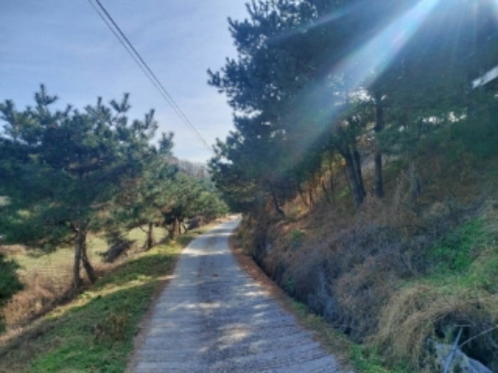 충청남도 당진시 합덕읍 소소리 383-1 외 1필지 동물및식물관련시설 경매 사진 36