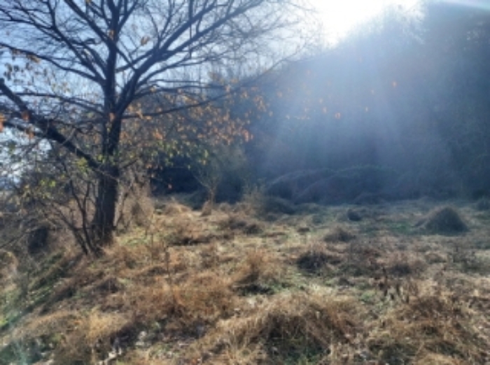 충청남도 당진시 합덕읍 소소리 383-1 외 1필지 동물및식물관련시설 경매 사진 80