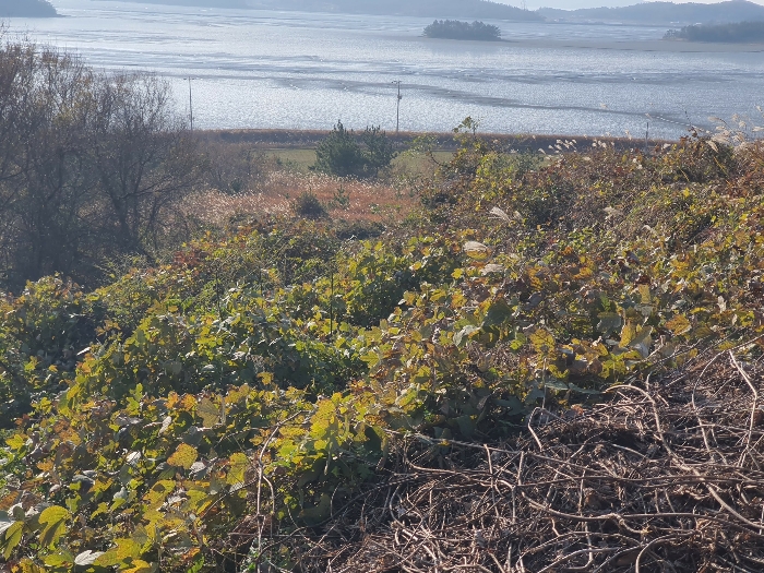 전라남도 신안군 암태면 도창리 280 전 경매 사진 1