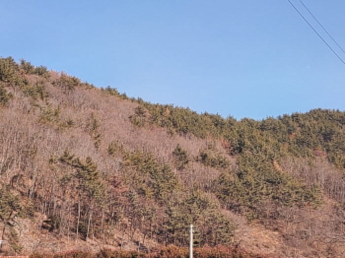 전라남도 여수시 돌산읍 금봉리 산56 임야 경매 사진 7