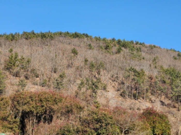 전라남도 여수시 돌산읍 금봉리 산56 임야 경매 사진 8