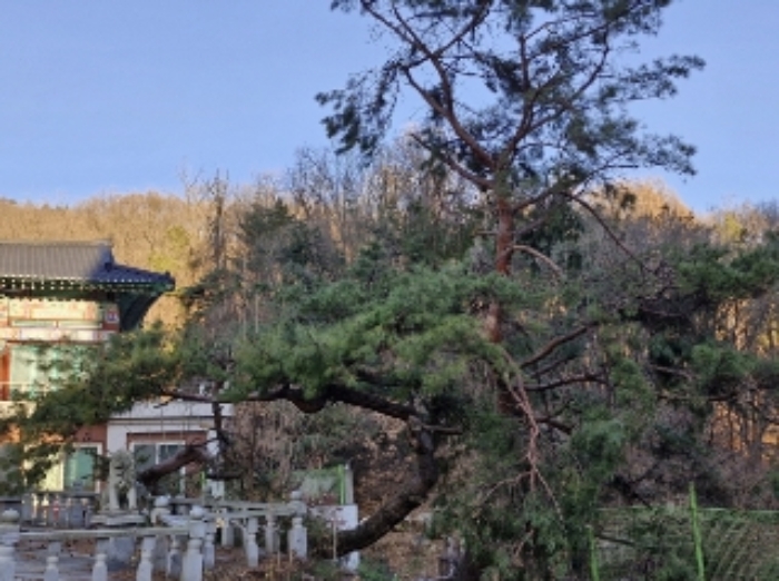 경기도 안양시 동안구 비산동 산185 임야 경매 사진 6
