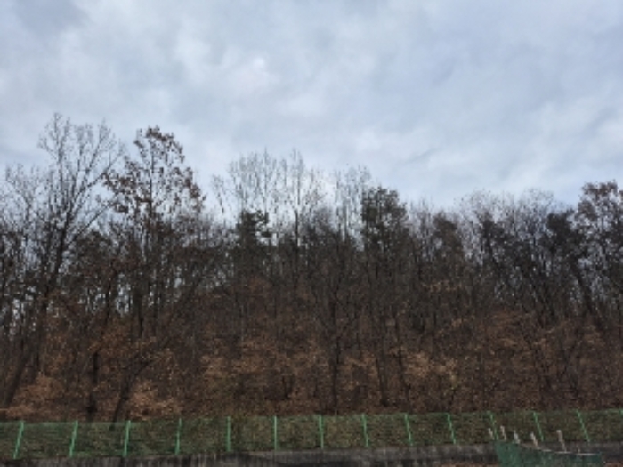 전라남도 화순군 도곡면 죽청리 산15-23 임야 경매 사진 14