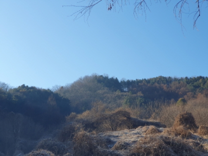 경기도 가평군 가평읍 개곡리 산206 임야 경매 사진 5