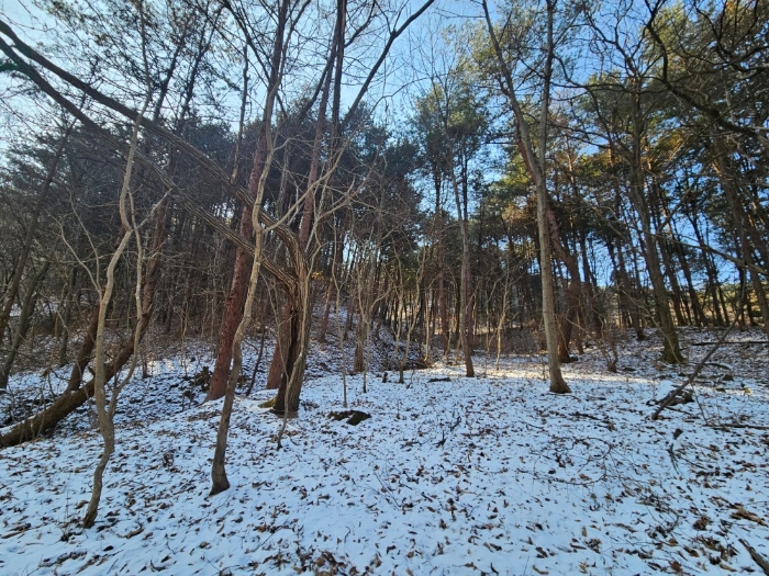 경기도 가평군 가평읍 개곡리 산206 임야 경매 사진 7
