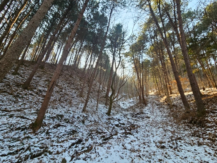 경기도 가평군 가평읍 개곡리 산206 임야 경매 사진 8