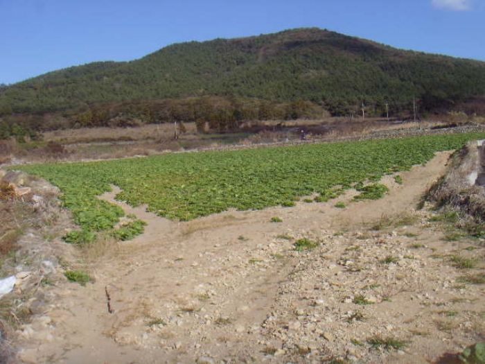 전라남도 완도군 청산면 읍리 442 전 경매 사진 2