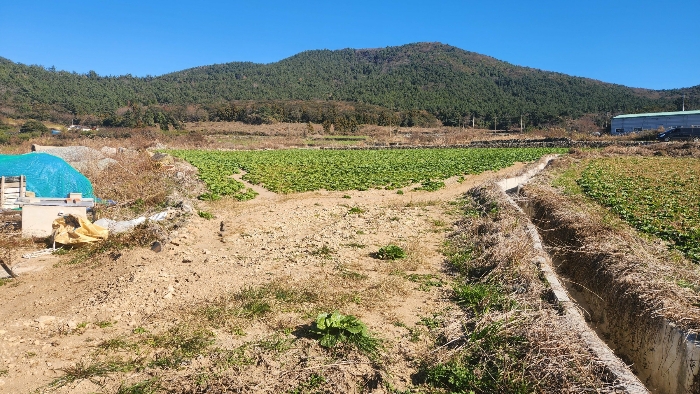 전라남도 완도군 청산면 읍리 442 전 경매 사진 4