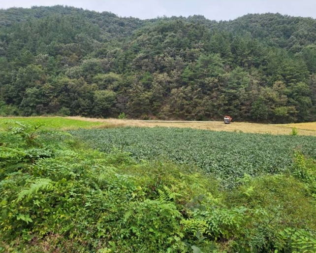 충청북도 충주시 앙성면 중전리 700-2 외 3필지 전 경매 사진 1