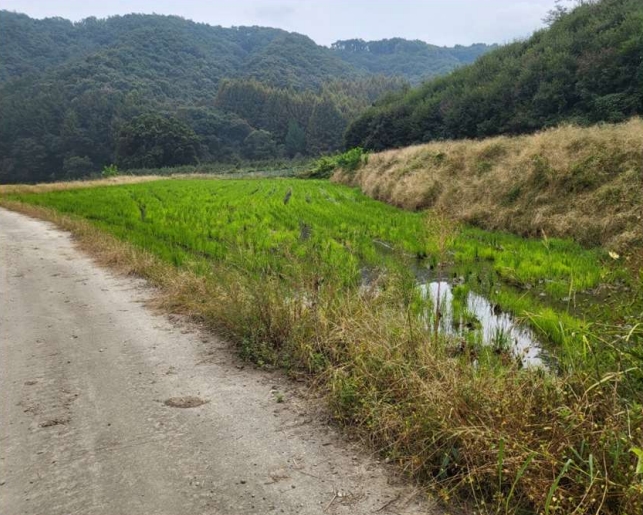 충청북도 충주시 앙성면 중전리 700-2 외 3필지 전 경매 사진 2