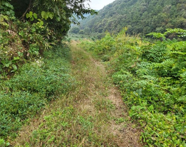 충청북도 충주시 앙성면 중전리 700-2 외 3필지 전 경매 사진 7