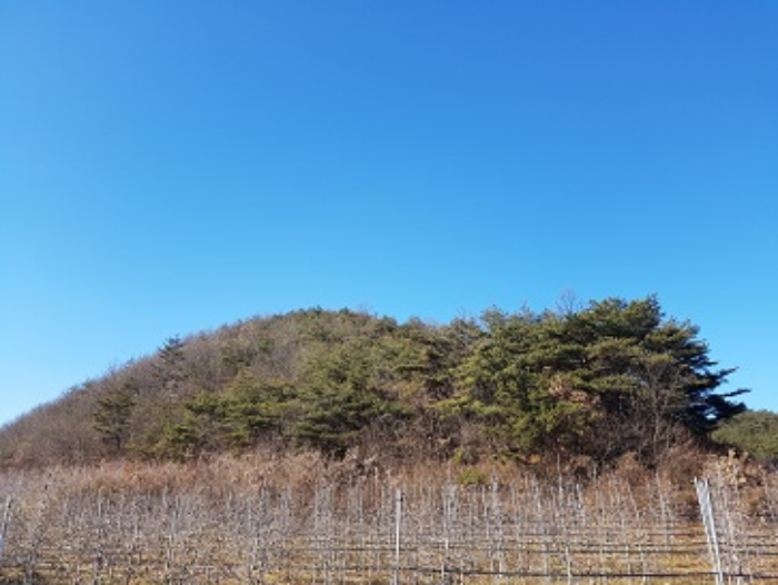 경상북도 청송군 현서면 화목리 산61 임야 경매 사진 19