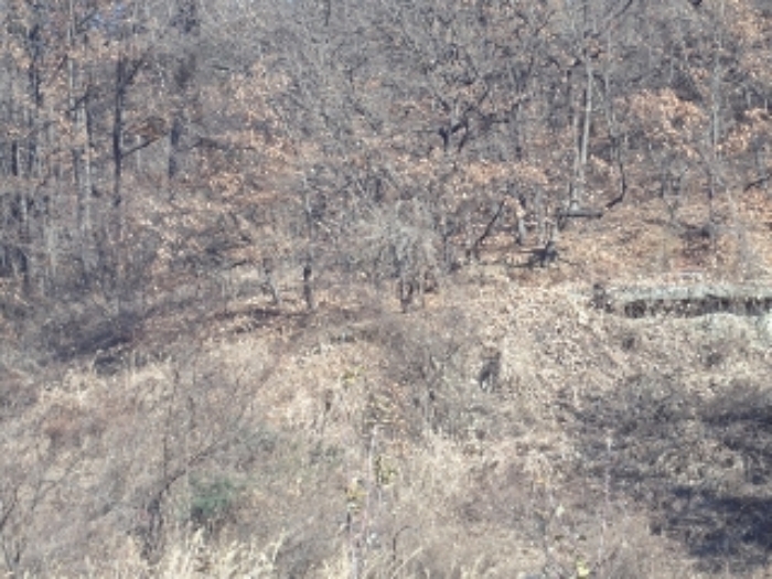 경상남도 밀양시 산내면 송백리 1033-3 외 1필지 광천지 경매 사진 2