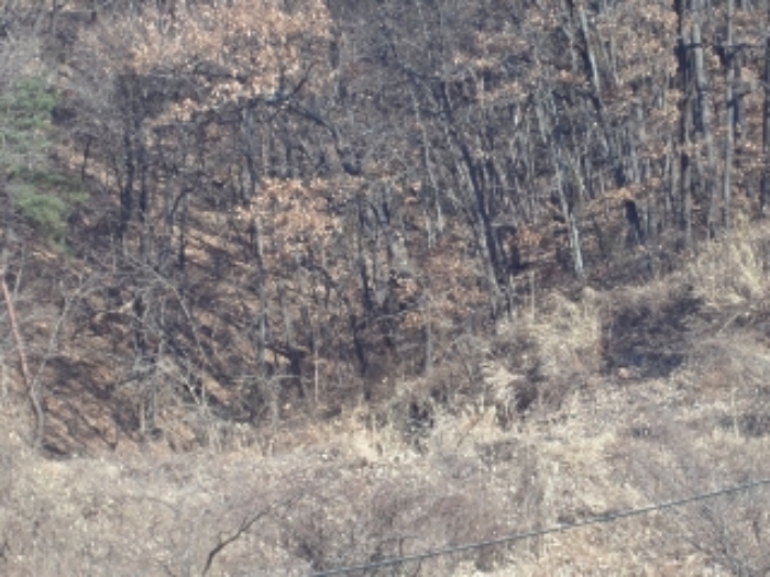 경상남도 밀양시 산내면 송백리 1033-3 외 1필지 광천지 경매 사진 5