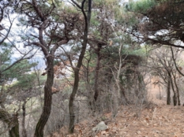 충청남도 당진시 구룡동 산191-3 임야 경매 사진 50