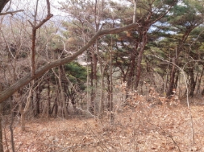 충청남도 당진시 구룡동 산191-3 임야 경매 사진 54