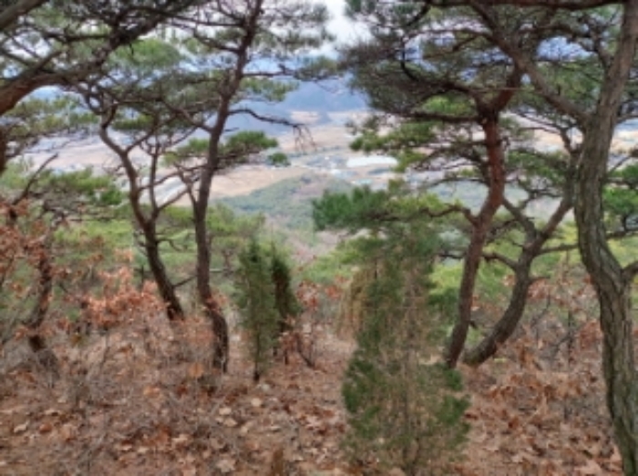 충청남도 당진시 구룡동 산191-3 임야 경매 사진 57