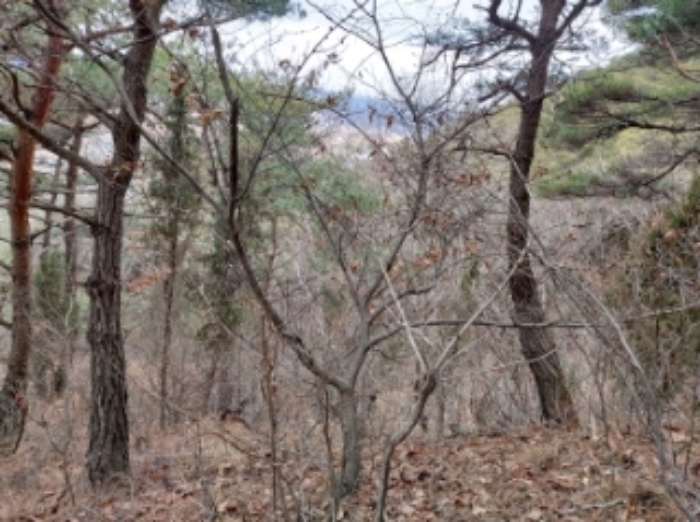 충청남도 당진시 구룡동 산191-3 임야 경매 사진 59