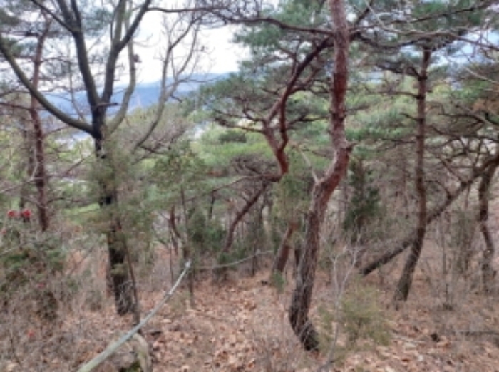 충청남도 당진시 구룡동 산191-3 임야 경매 사진 60