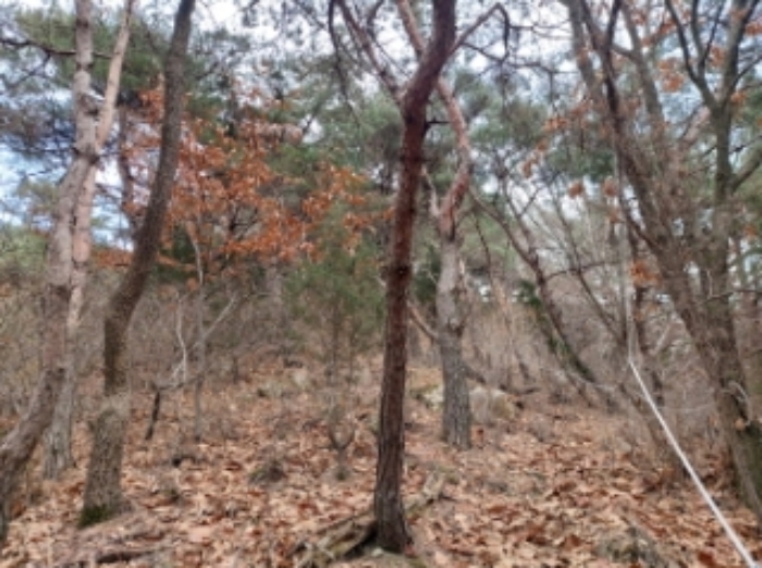 충청남도 당진시 구룡동 산191-3 임야 경매 사진 61