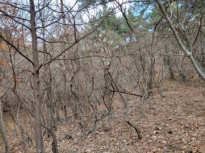 충청남도 당진시 구룡동 산191-3 임야 경매 사진 68