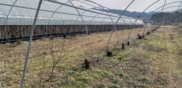 충청북도 영동군 매곡면 노천리 412-5 답 경매 사진 18