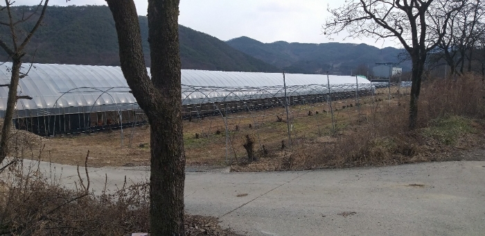 충청북도 영동군 매곡면 노천리 412-5 답 경매 사진 21