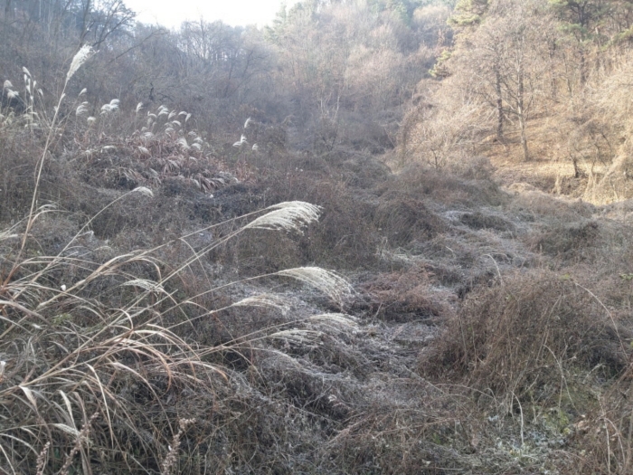 충청남도 금산군 제원면 수당리 355-2 외 12필지 전 경매 사진 43