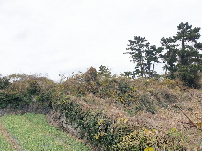 제주특별자치도 제주시 한경면 두모리 2933 외 3필지 전 경매 사진 14