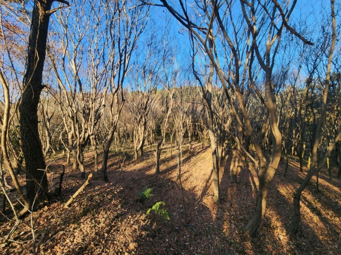 전라남도 고흥군 동강면 장덕리 533 전 경매 사진 85