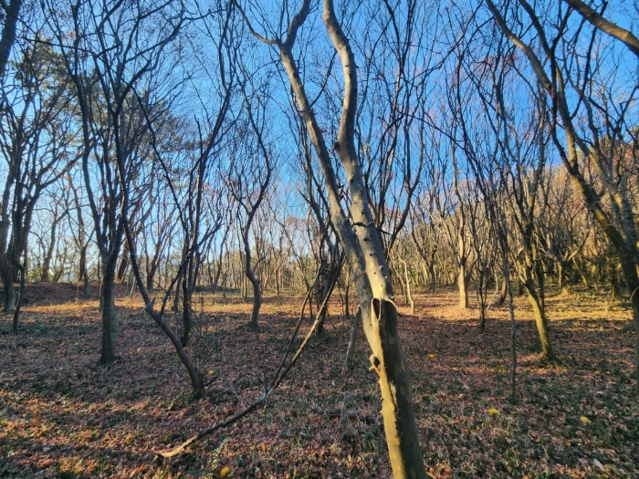 전라남도 고흥군 동강면 장덕리 533 전 경매 사진 86