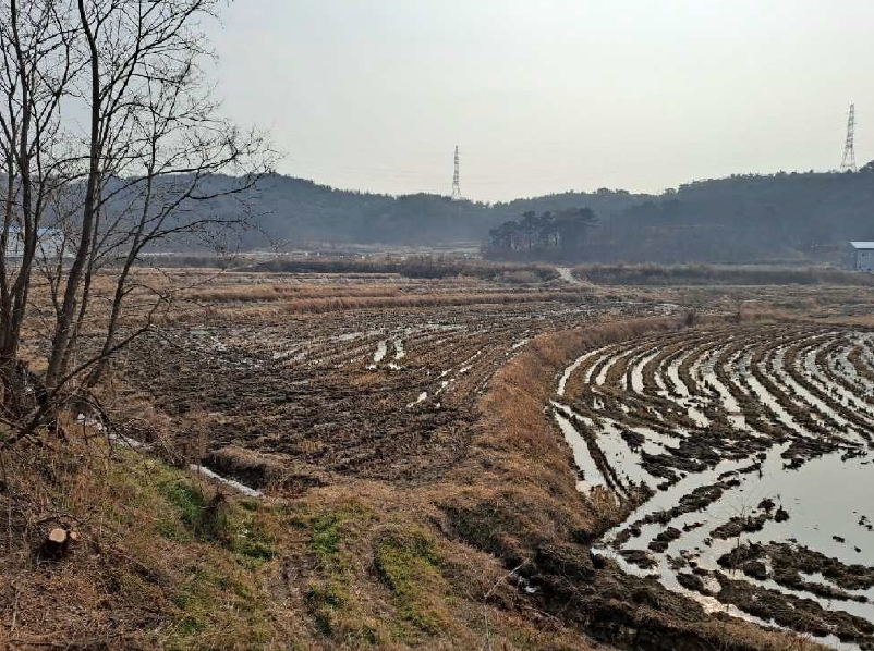 경상북도 경주시 천북면 모아리 1146-36 외 2필지 답 경매 사진 2