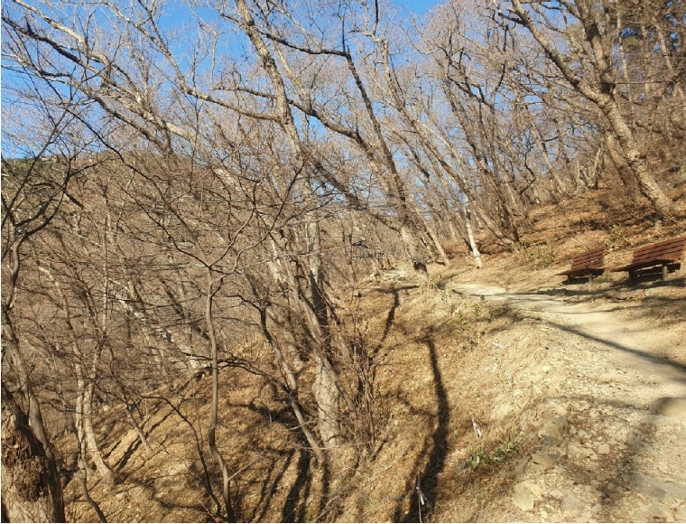 부산광역시 사하구 괴정동 산175 임야 경매 사진 12