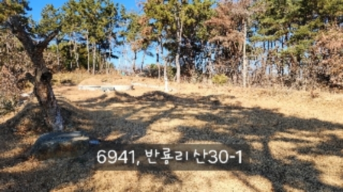 부산광역시 기장군 장안읍 반룡리 산30-1 임야 경매 사진 17