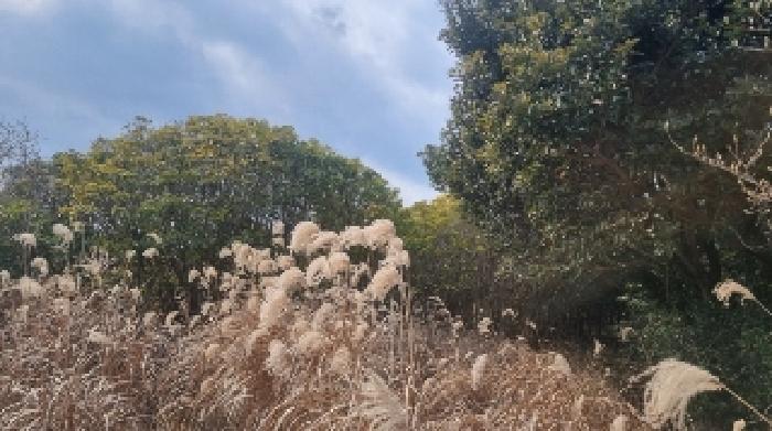 제주특별자치도 서귀포시 성산읍 삼달리 1818 외 3필지 전 경매 사진 6