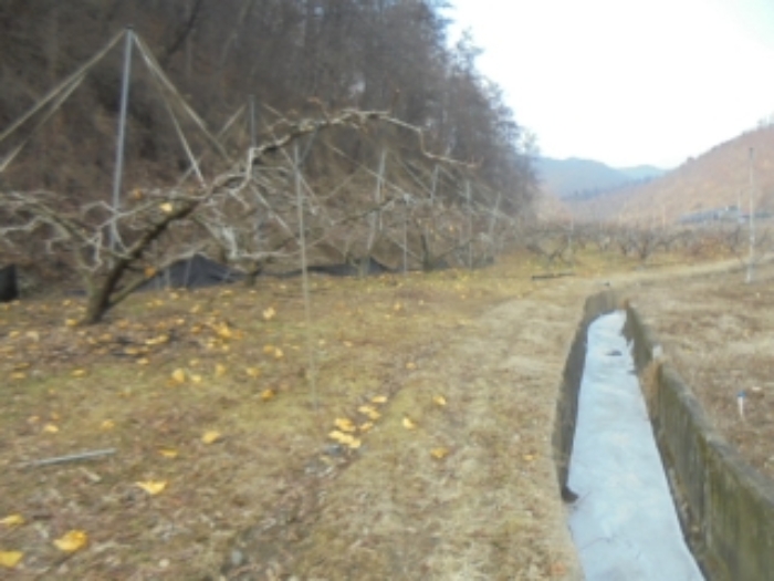 충청북도 충주시 살미면 설운리 388-1 전 경매 사진 1