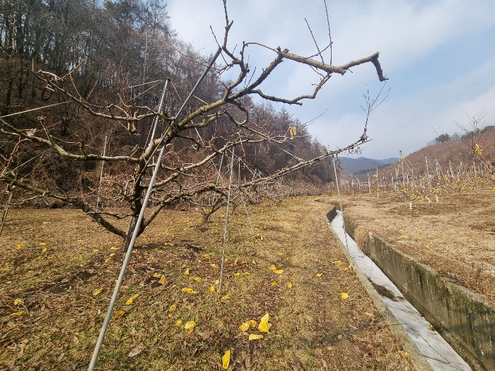 충청북도 충주시 살미면 설운리 388-1 전 경매 사진 5