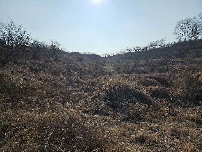 경상북도 김천시 구성면 하강리 423 외 2필지 과수원 경매 사진 5