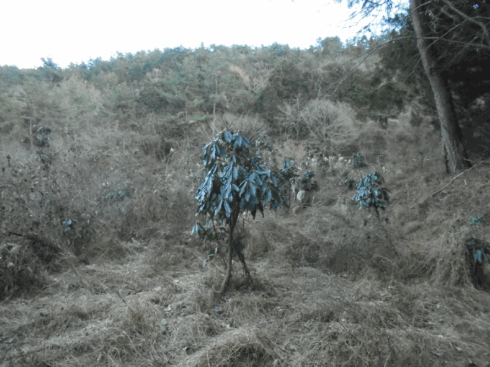 경상남도 통영시 도산면 오륜리 153-1 외 2필지 답 경매 사진 15