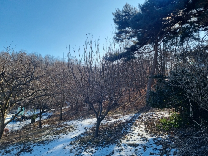 인천광역시 강화군 삼산면 매음리 939-1 외 5필지 임야 경매 사진 11
