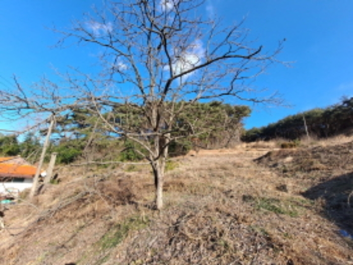 충청남도 당진시 송악읍 월곡리 산34-27 외 1필지 임야 경매 사진 8