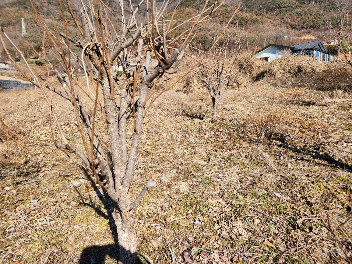 경상남도 밀양시 초동면 성만리 210-1 전 경매 사진 8