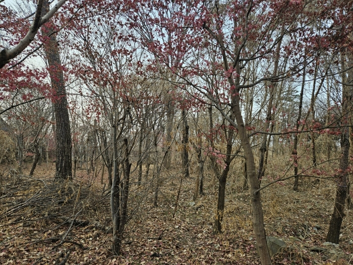경상북도 경산시 와촌면 용천리 661-3 외 10필지 근린생활시설 경매 사진 26