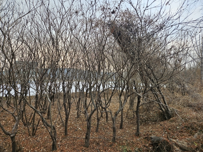 경상북도 경산시 와촌면 용천리 661-3 외 10필지 근린생활시설 경매 사진 27