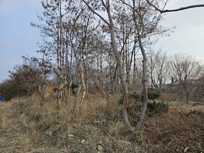 경상북도 경산시 와촌면 용천리 661-3 외 10필지 근린생활시설 경매 사진 30