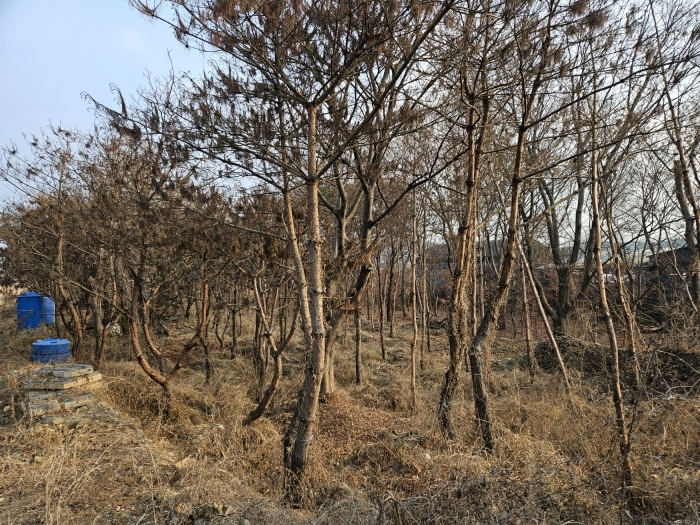 경상북도 경산시 와촌면 용천리 661-3 외 10필지 근린생활시설 경매 사진 36
