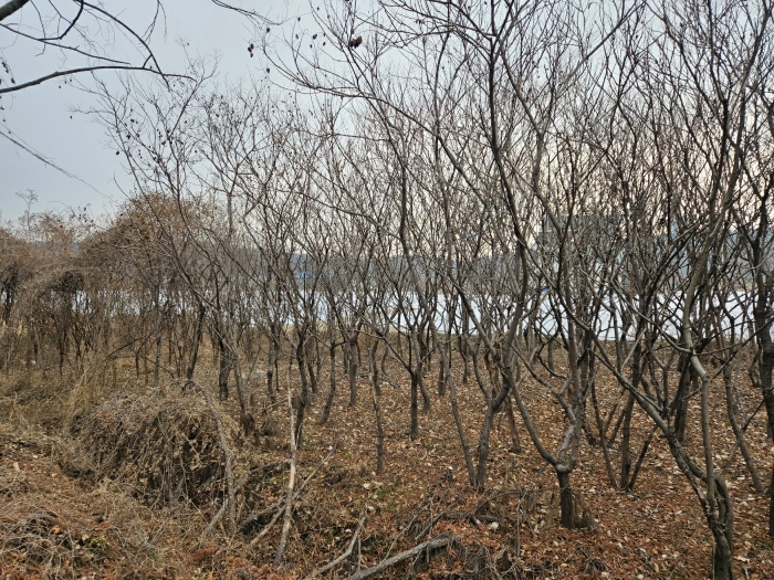 경상북도 경산시 와촌면 용천리 661-3 외 10필지 근린생활시설 경매 사진 38