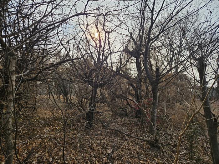 경상북도 경산시 와촌면 용천리 661-3 외 10필지 근린생활시설 경매 사진 39