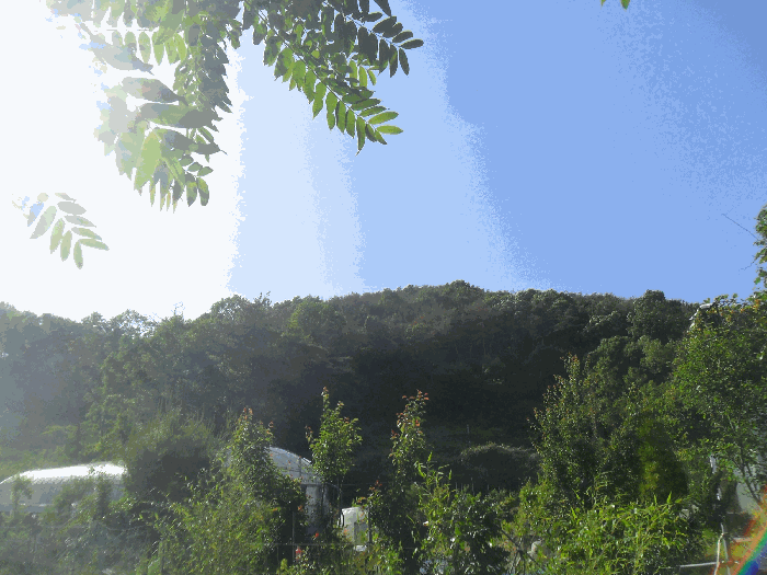 경상남도 밀양시 초동면 오방리 산12 임야 경매 사진 16