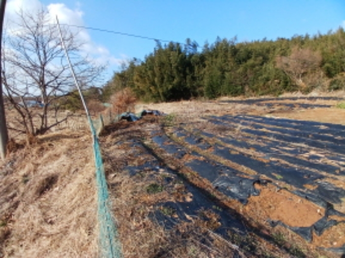 충청남도 서산시 대산읍 대산리 323 외 1필지 전 경매 사진 2